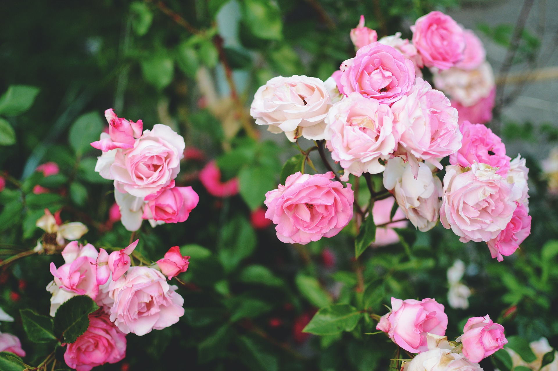 Jak pielęgnować i uprawiać róże w ogrodzie post thumbnail image
